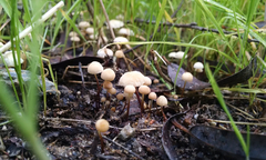 Marasmius siccus