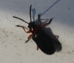Coleoptera