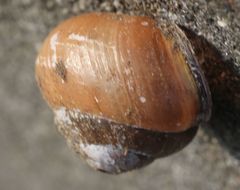 Cepaea nemoralis