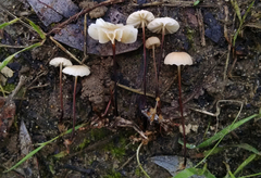 Marasmius siccus