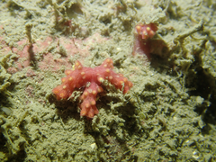 Chironephthya