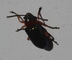 Coleoptera