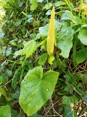 Arum maculatum