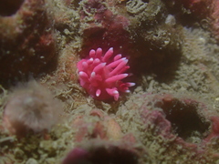Okenia hiroi
