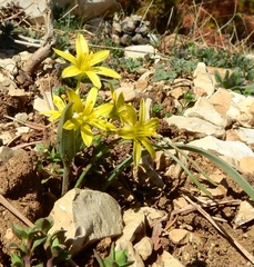 Gagea reverchonii