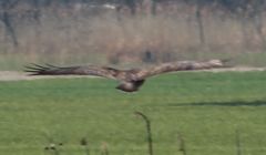 Buteo buteo