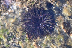 Heliocidaris