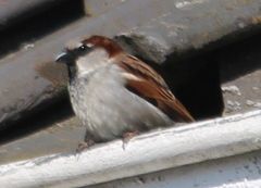 Passer domesticus