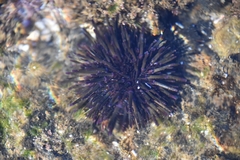 Heliocidaris