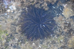 Heliocidaris