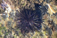 Heliocidaris
