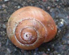 Cepaea nemoralis