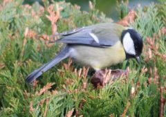 Parus major