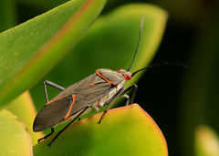 Leptocoris amictus