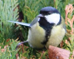 Parus major