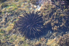 Heliocidaris