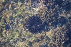 Heliocidaris