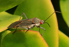 Leptocoris amictus