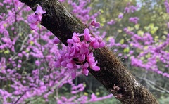 Cercis chinensis