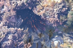 Heliocidaris