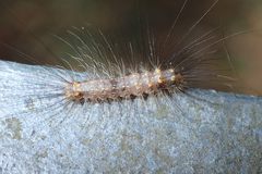 Schistophleps bipuncta