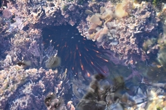 Heliocidaris