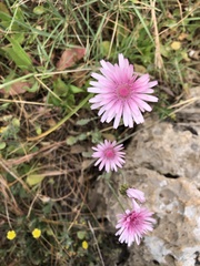 Crepis rubra
