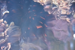 Heliocidaris