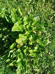 Arum maculatum