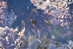 Heliocidaris