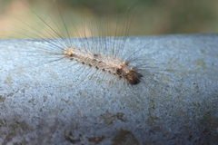 Schistophleps bipuncta