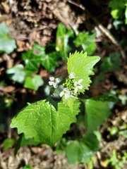 Alliaria petiolata