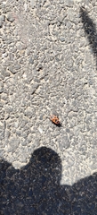 Pyrrhocoris apterus