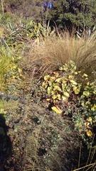 Calystegia sepium roseata