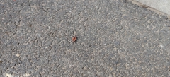 Pyrrhocoris apterus