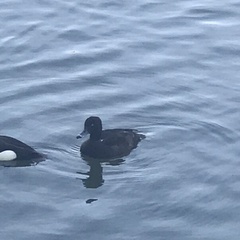 Aythya fuligula