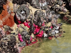 Pyura stolonifera