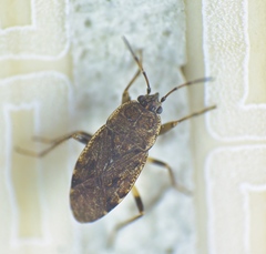 Rhyparothesus atomarius