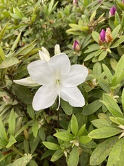 Rhododendron mucronatum