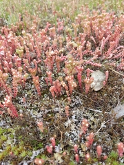 Sedum arenarium