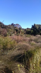 Calystegia sepium roseata