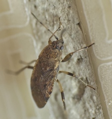 Rhyparothesus atomarius