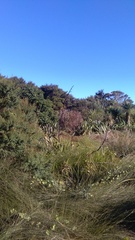 Calystegia sepium roseata