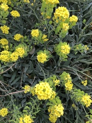 Aurinia leucadea