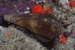 Conus algoensis image