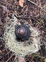 Monadenia infumata