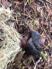 Monadenia infumata