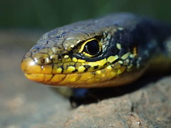 Trachylepis maculilabris