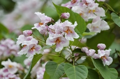 Catalpa bungei