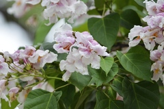 Catalpa bungei
